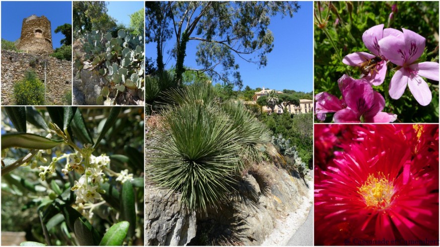 Fleurs Bormes les Mimosas