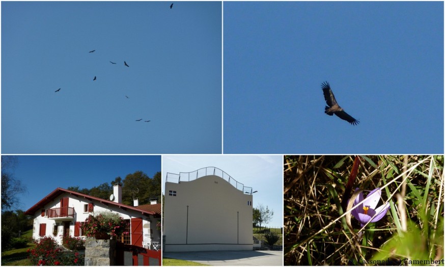 vautours - compostelle pays basque