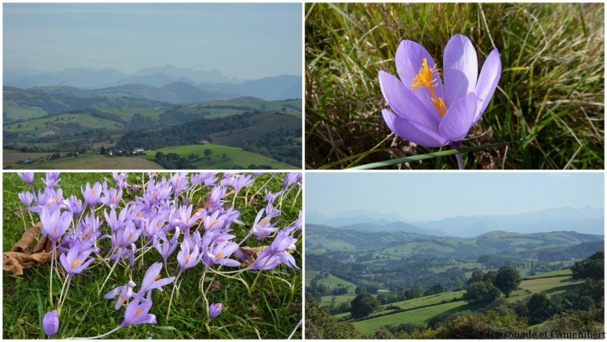 fleurs pays basque - compostelle pays basque