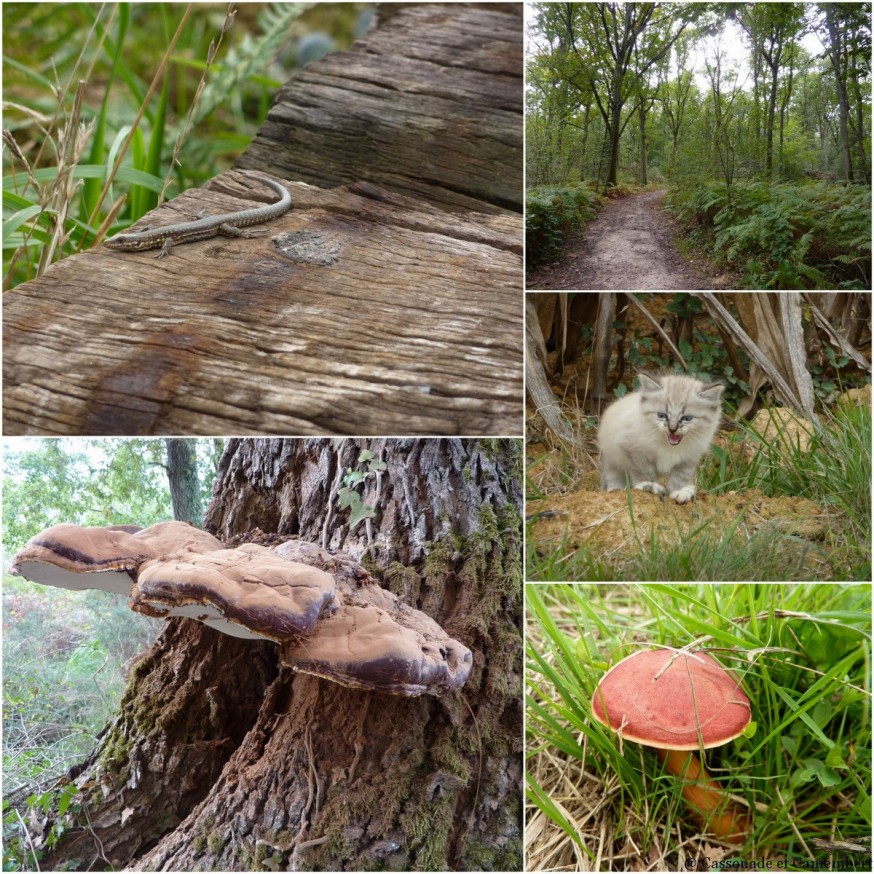 Faune et Flore landes - compostelle landes