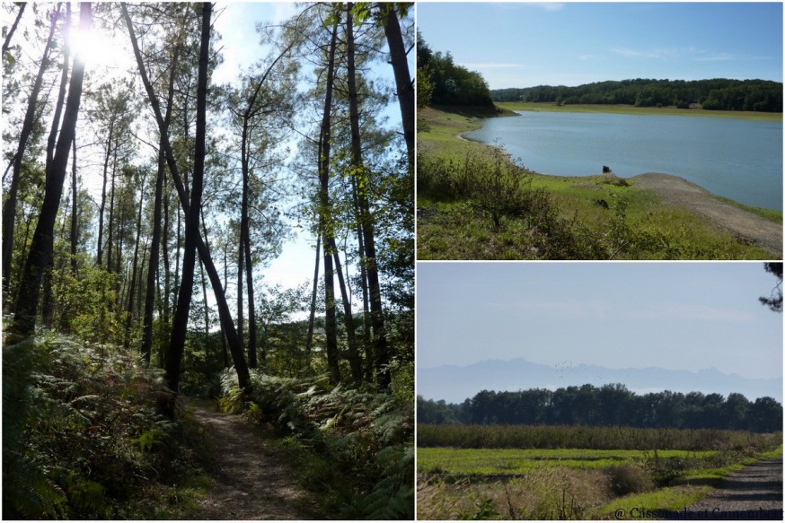 Paysages Landes - compostelle landes