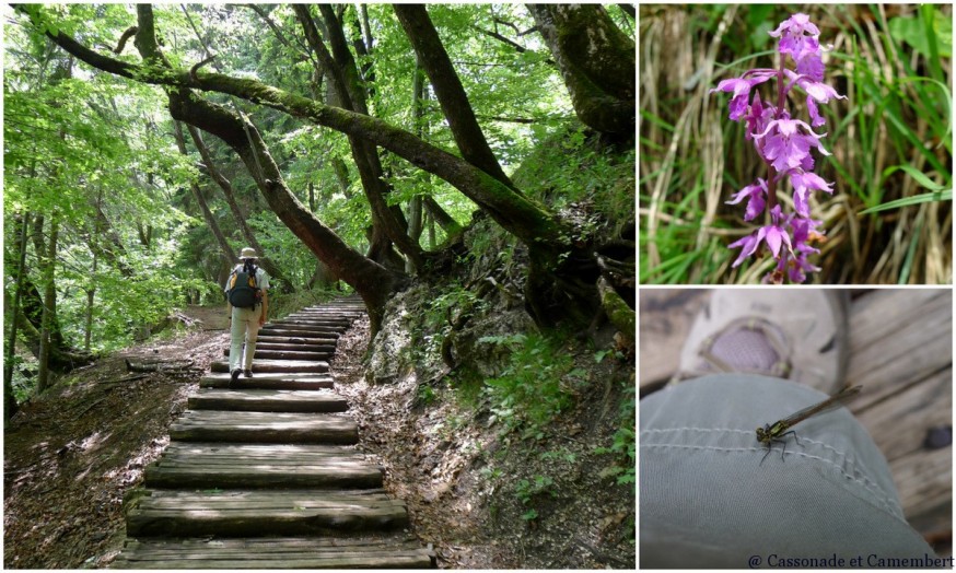 Orchidée Parc des lacs de Plitvice