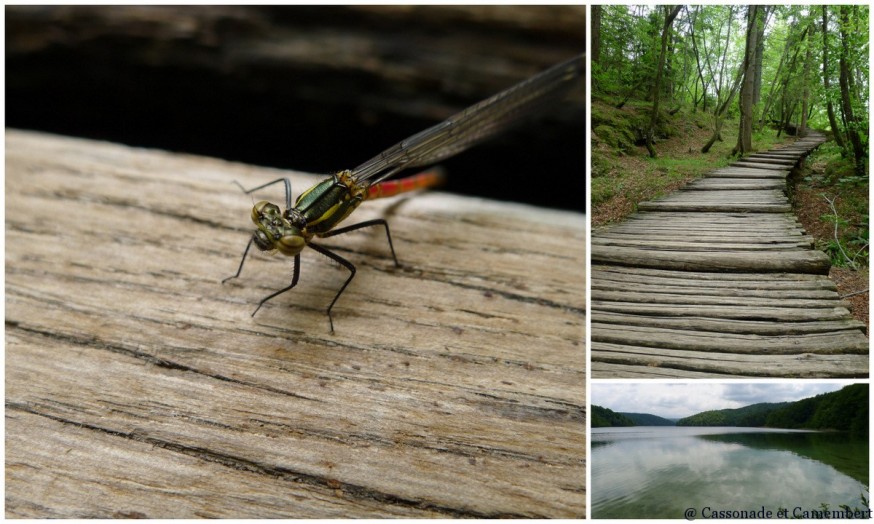 Libellule Parc des lacs de Plitvice