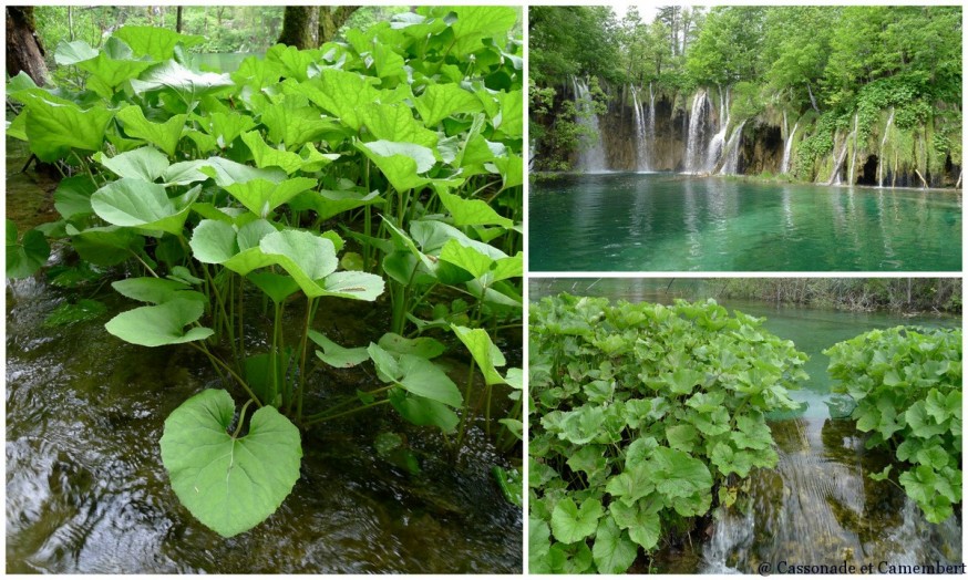 Eau cristalline Parc des lacs de Plitvice