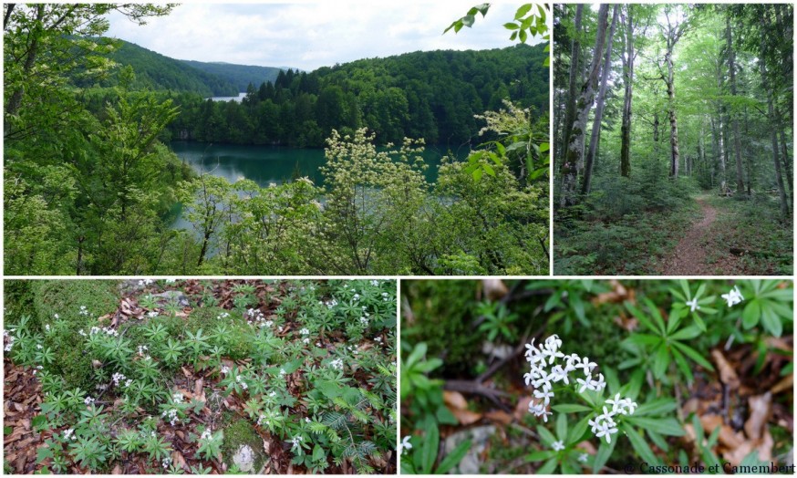 Randonnée forêt Parc des lacs de Plitvice