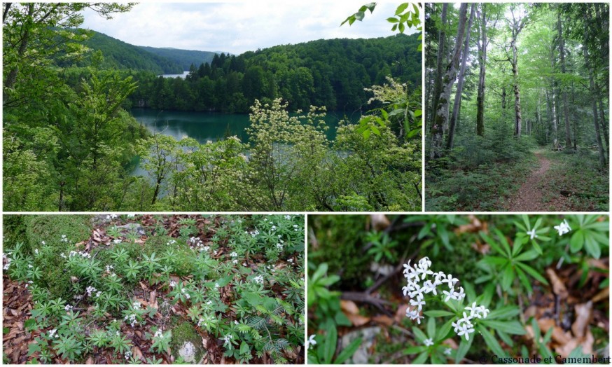 Randonnée forêt Parc des lacs de Plitvice