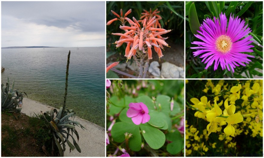 Fleurs dans ville de Rab