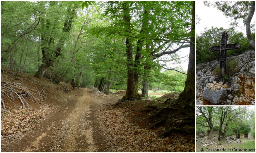 Ile de Cres -Beli forêts