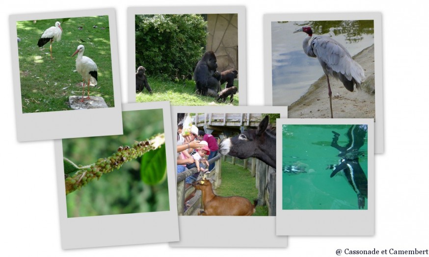 Animaux Zoo de Beauval