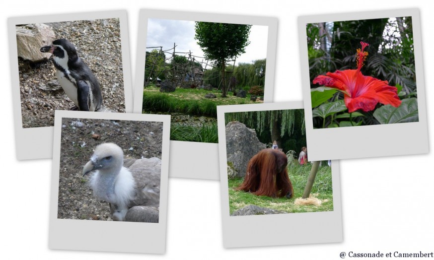 Orang Outan Zoo de Beauval