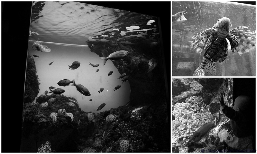 Poissons aquarium Saint Malo noir et blanc