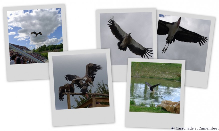 Spectacle d oiseaux Zoo de Beauval