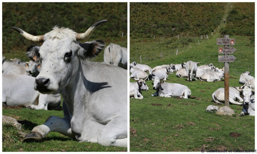 Col de Port vaches en estive ete indien ariege