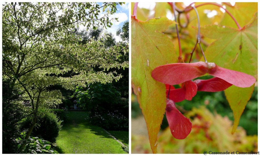 Erables jardins du pays d auge