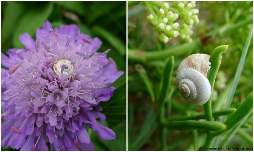 Escargots Saint Pair sur Mer