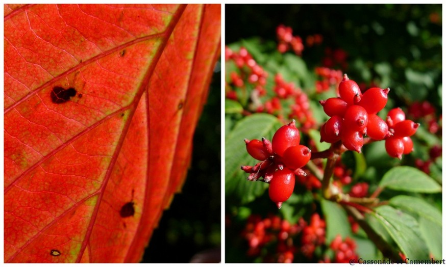 Fin d été jardins du pays d auge