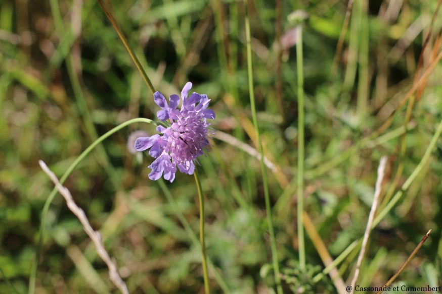 Fleur de scabieuse chateau de Montsegur