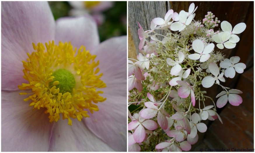 Fleurs jardins du pays d auge