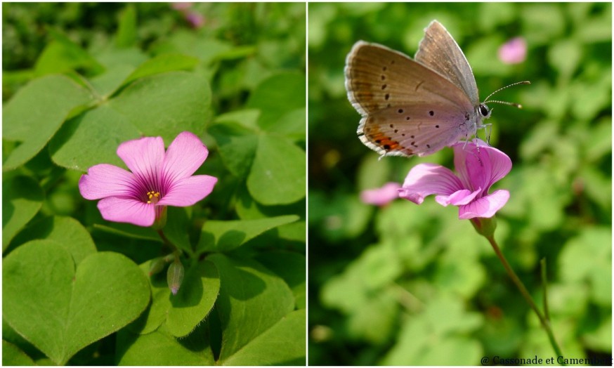 Papillon suzhou jardin humble administrateur