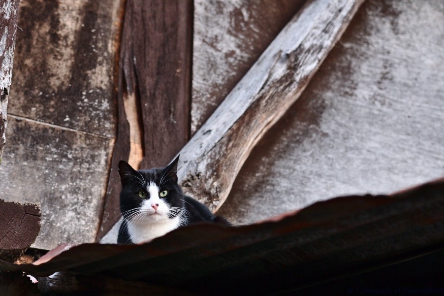 Chat perche au Bec-Hellouin