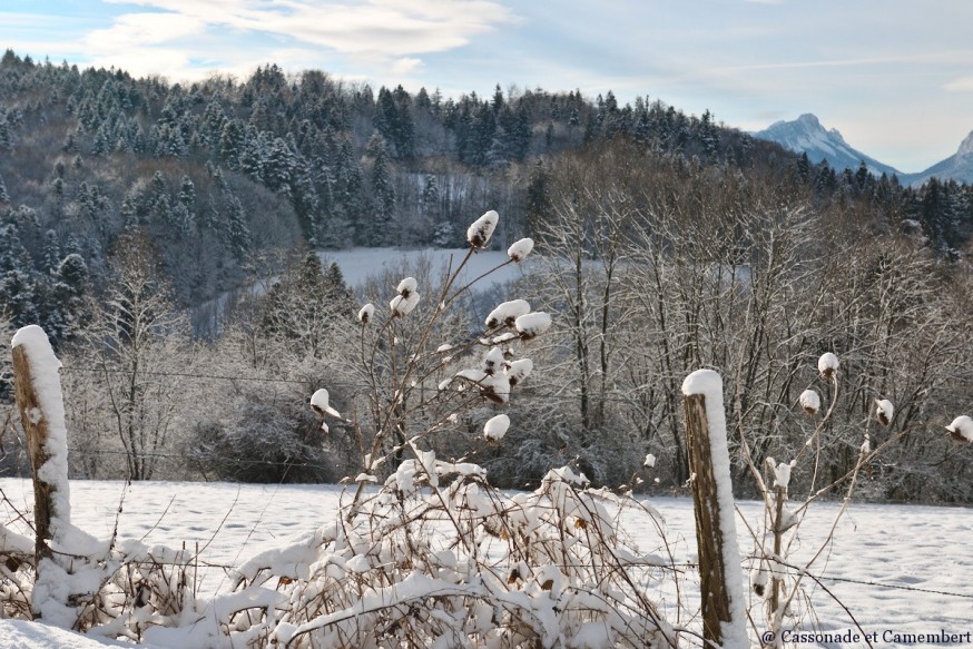 Graminees sous la neige