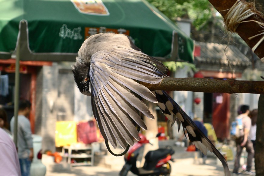 Oiseau rue Guozijian Pékin