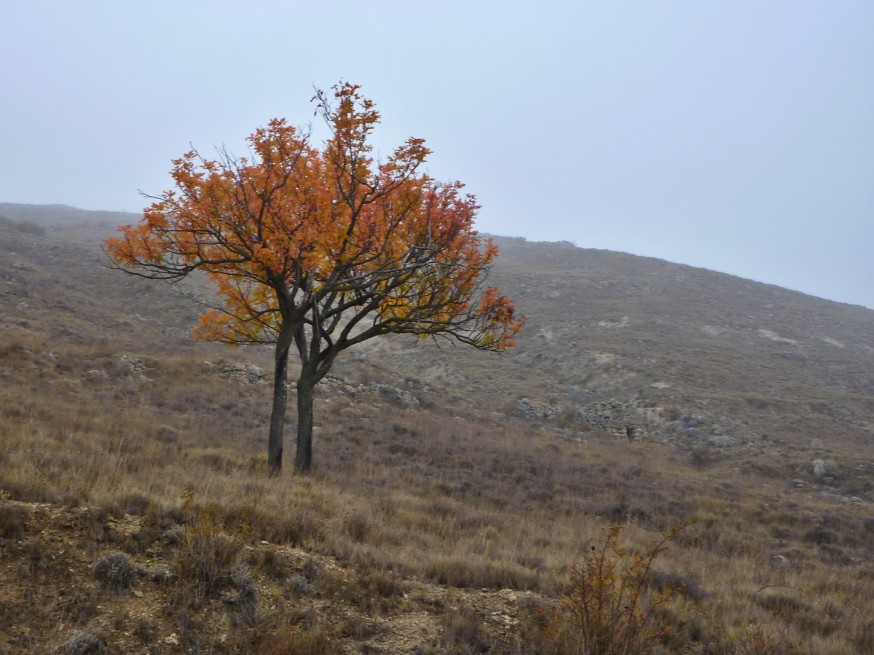 Arbre isolé Compostelle Meseta Castrojeritz Boadilla