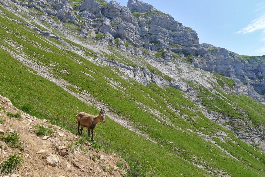 Bouquetin randonnee tournette