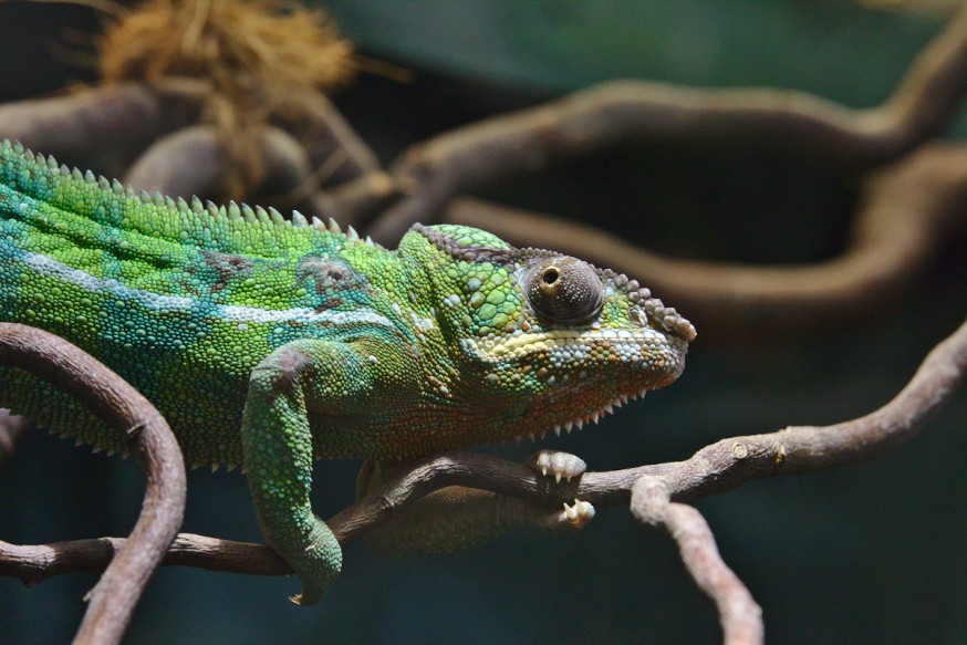 Cameleon Zoo-Vivarium de Darmstadt