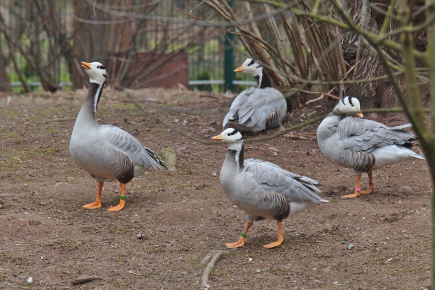 Canards Zoo-Vivarium de Darmstadt