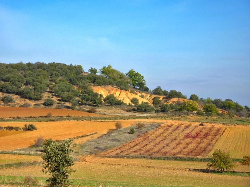 Champs vignes et oliviers - Compostelle Castille