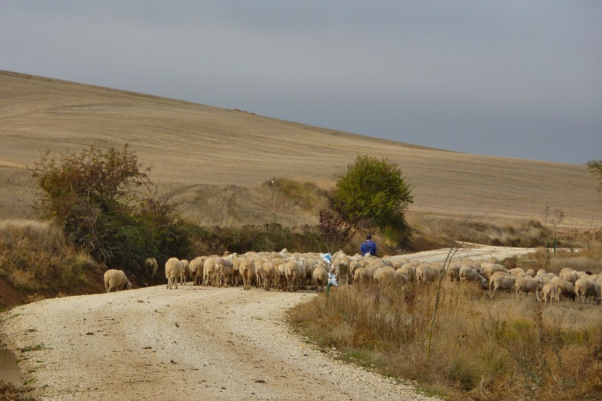 Chemin moutons Compostelle Meseta Burgos Hornillos del Camino