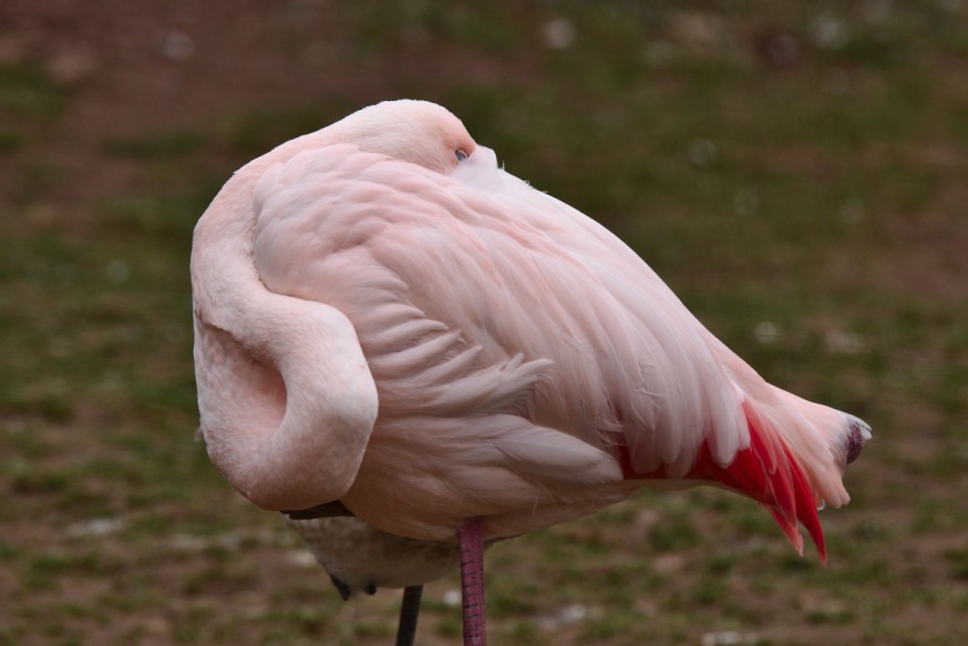 Flamant rose endormi Zoo-Vivarium de Darmstadt