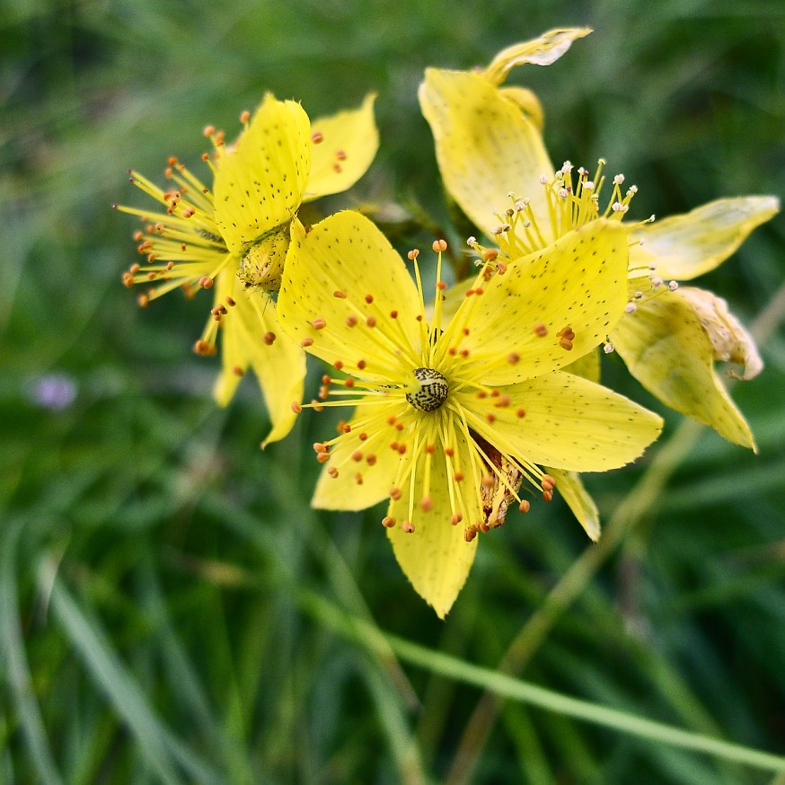 Fleurs sauvages randonnee tournette 5