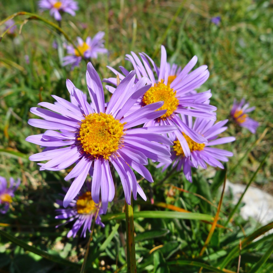 Fleurs sauvages randonnee tournette 7