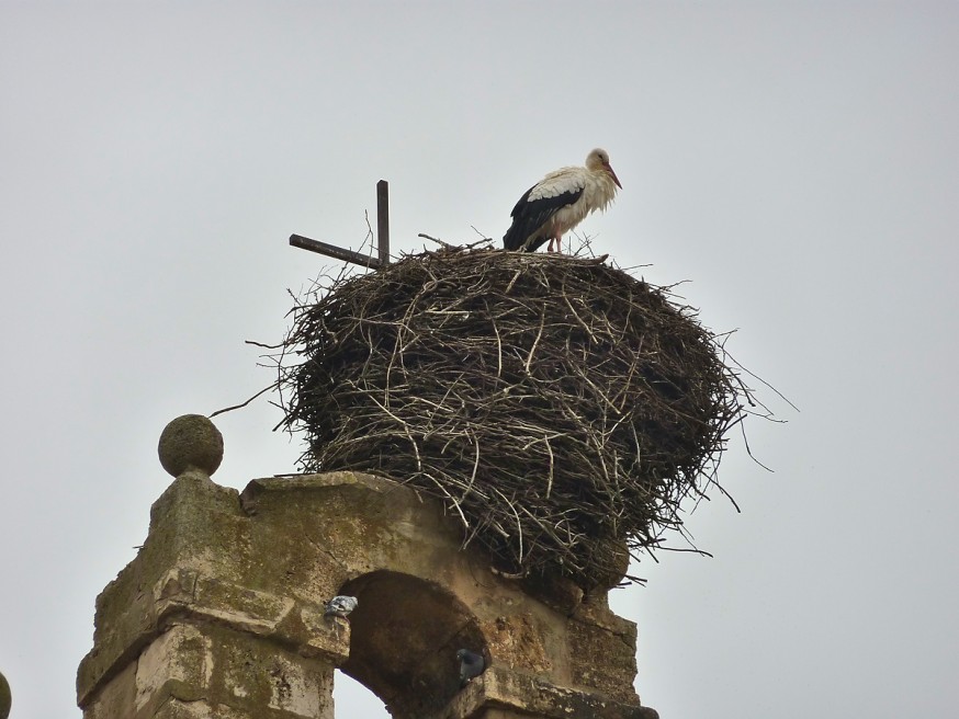 Nid de cigognes Compostelle Meseta Castrojeritz Boadilla