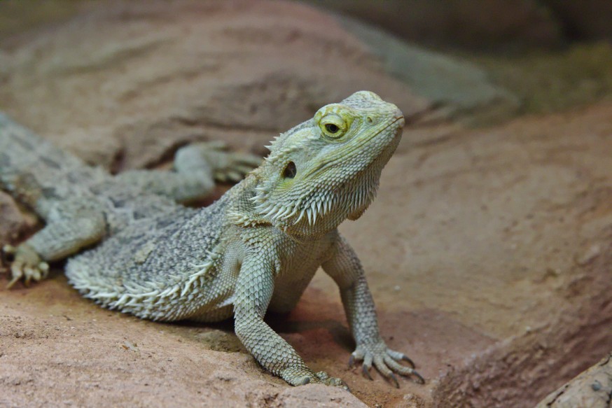 Reptile 1 Zoo-Vivarium de Darmstadt