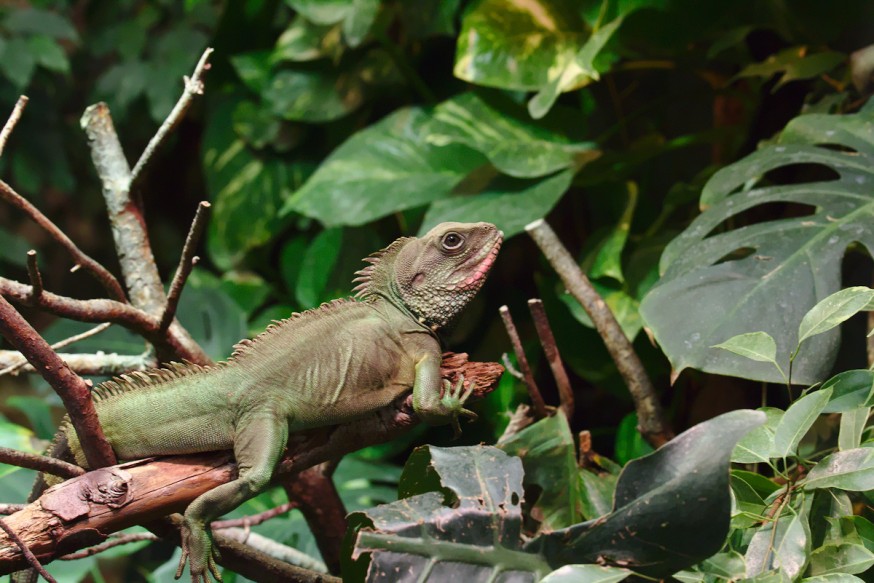 Reptile Zoo-Vivarium de Darmstadt