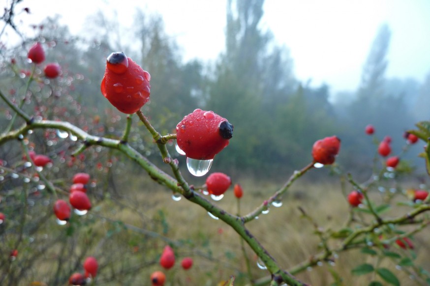 Rosée du matin compostelle pampelune