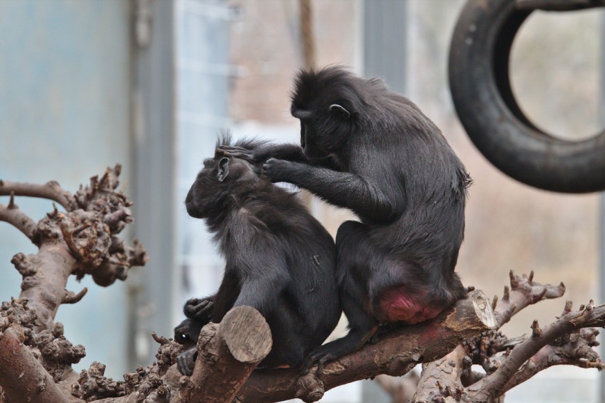 Seance d epouillage chez les singes Zoo-Vivarium de Darmstadt