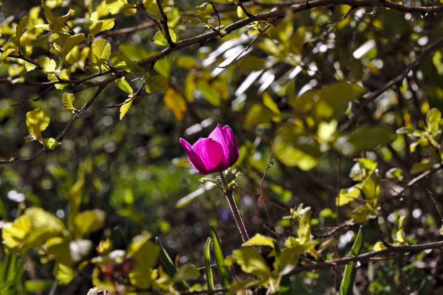 Anemone de Caen 1