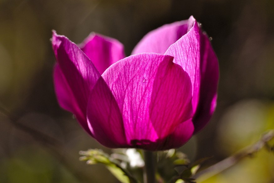 Anemone de Caen 2