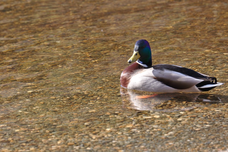 Canard Colvert Glendalough