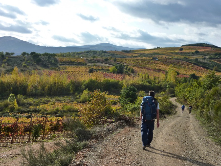 Compostelle - Bierzo - Chemin dans les champs de vignes en automne