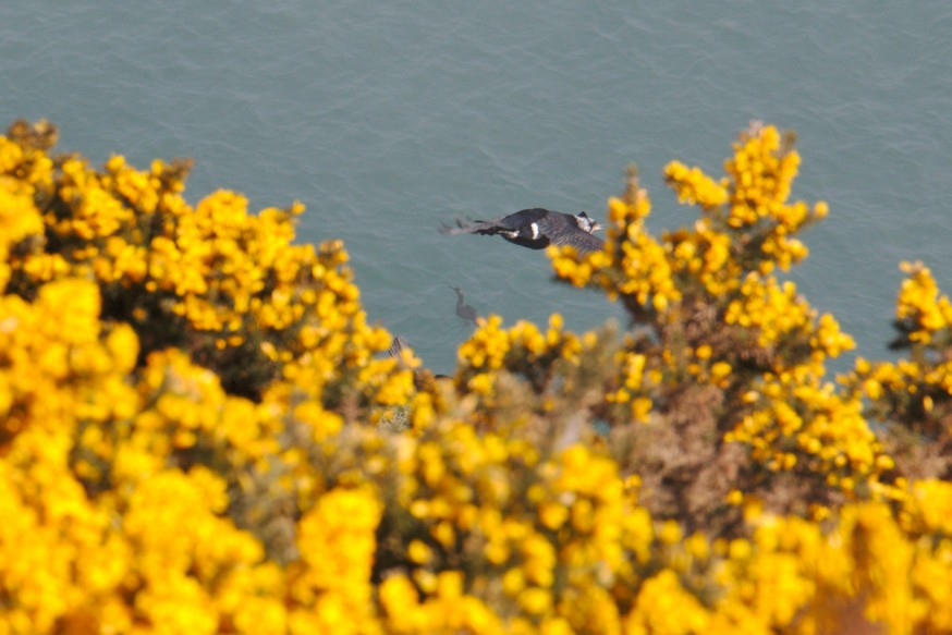 Cormorans a la peche - Falaises de Bray