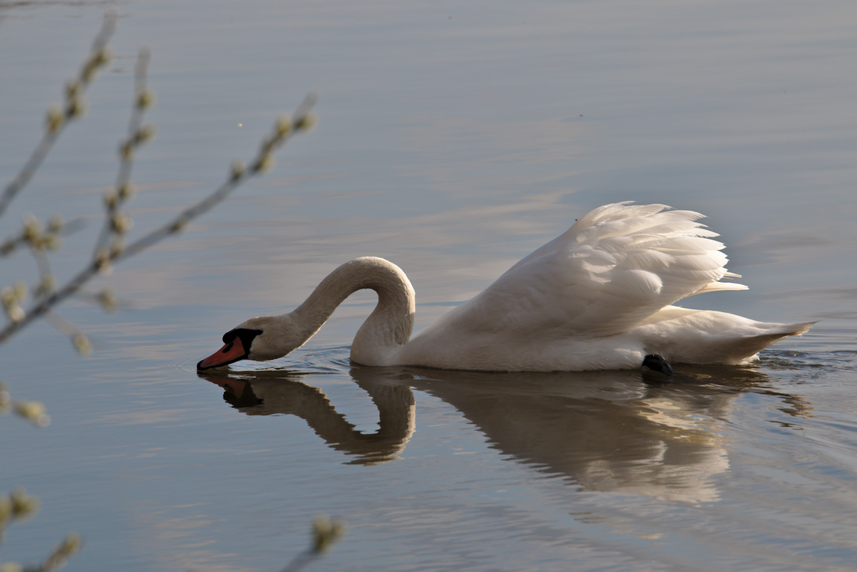 Cygne début du printemps Etang Reinheimer Teich