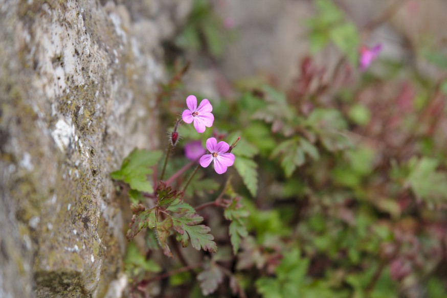 Geranium Herbe à Robert - Falaises de Bray