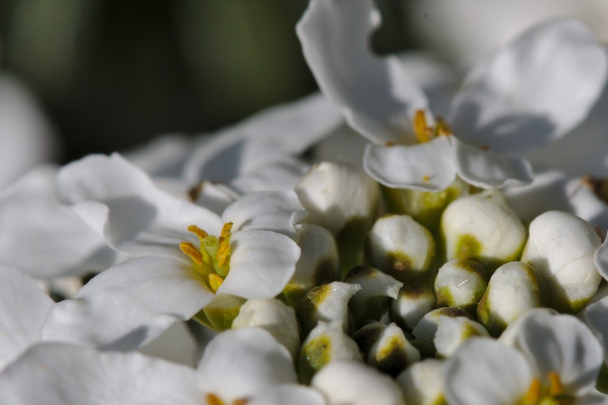 Iberis Sempervirens