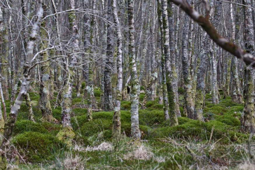 Jeunes arbres denses Glendalough