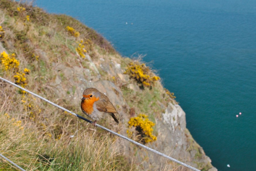 Rouge-gorge - Falaises de Bray